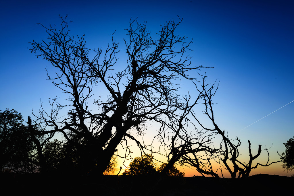 中国内蒙古胡杨 中国内蒙古胡杨