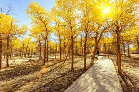 中国内蒙古胡杨