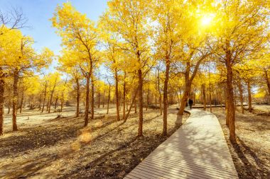 中国内蒙古胡杨 中国内蒙古胡杨