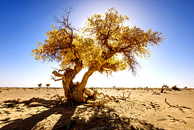 中国内蒙古胡杨图片