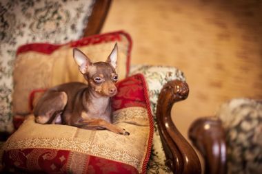 俄羅斯玩具梗狗