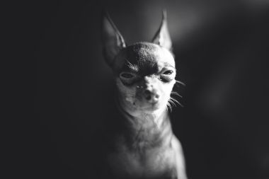 俄羅斯玩具梗狗