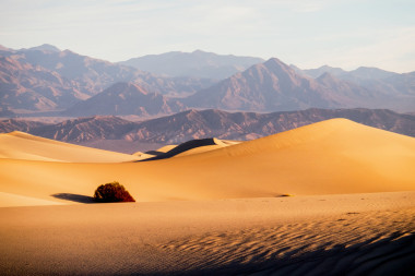 豆科灌木平沙丘圖片