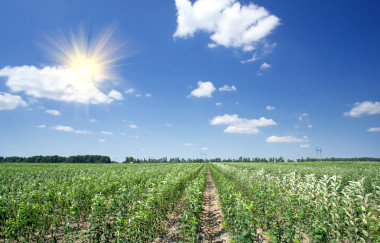 蘋果幼園和藍(lán)色天空的視圖