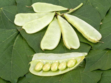 扁豆-白扁豆綠色葉子圖片