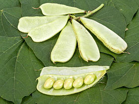 扁豆-白扁豆绿色叶子图片