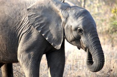 走在大草原的小非洲小象