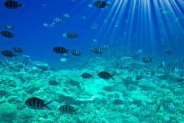 令人惊讶的红海海底世界.图片