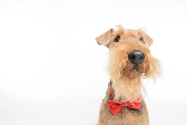 狗是你最好的朋友