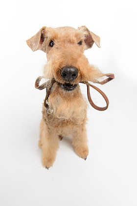 狗是你最好的朋友图片