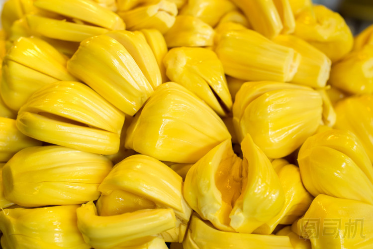 菠蘿蜜 圖片