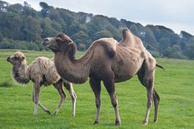 骆驼，骆驼与小牛