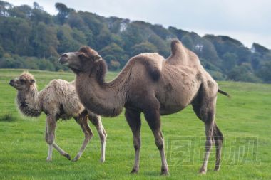 駱駝，駱駝與小牛