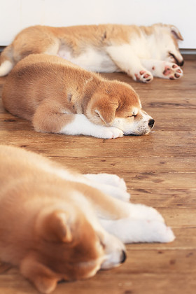 睡觉的小狗的树日本秋田犬品种