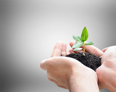 手中拿著綠苗與土壤圖片