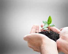 手中拿着绿苗与土壤图片