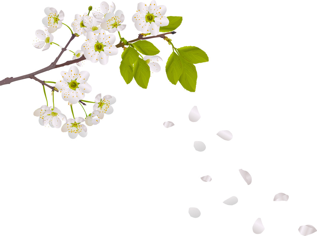 樱桃树鲜花和落花瓣图片