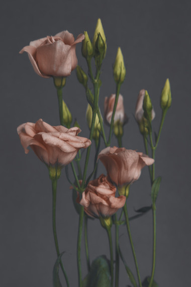 鮮花的灰色背景