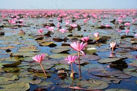 粉红色莲花湖