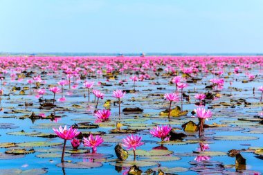 在泰國 Udon Thani 的粉紅色蓮花之海