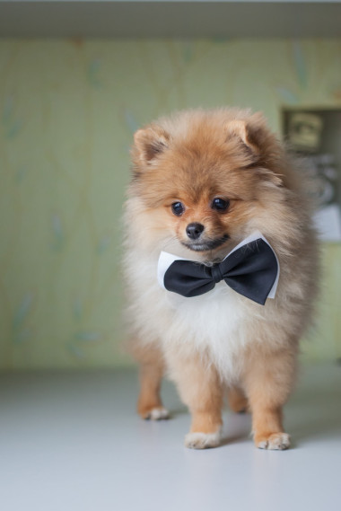可愛的小狗博美犬戴著蝴蝶結