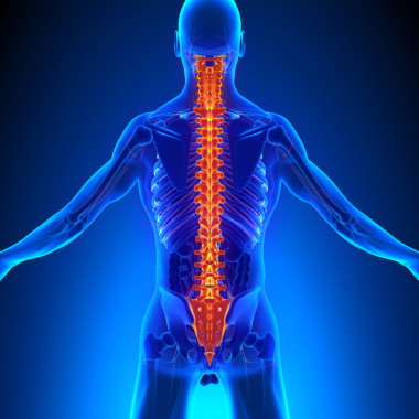 脊柱解剖与 Ciculatory 系统