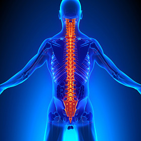 脊柱解剖与 Ciculatory 系统