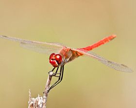 蜻蜓(同petrum sp)