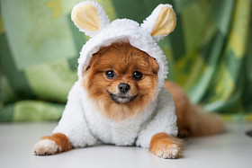 有趣的博美犬小狗打扮成羔羊照片
