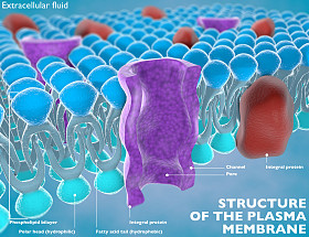 细胞的质膜的结构图片
