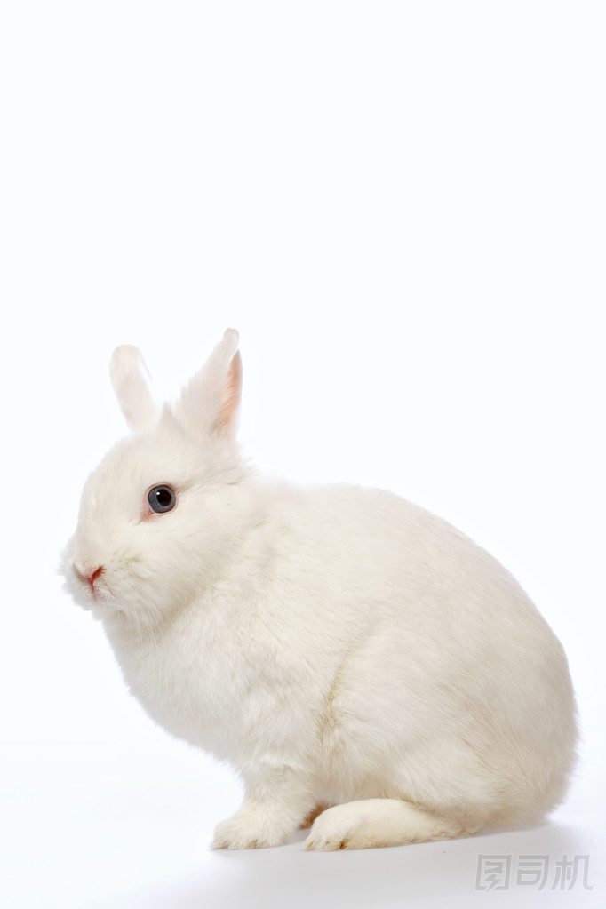 兔子在白色背景上