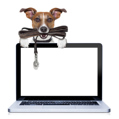 狗與皮革皮帶圖片