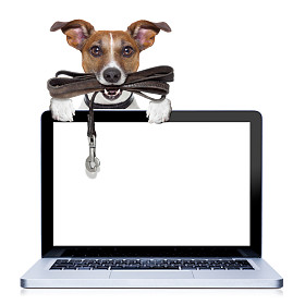 狗与皮革皮带图片