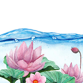 睡莲水飞溅背景图片