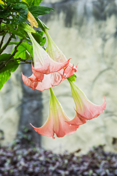 (天使小號(hào)) 金花圖片