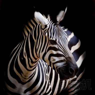 爆頭的粗黑的斑馬