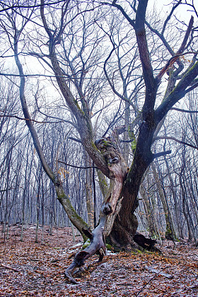 在森林里的秋景