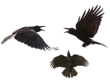 黑鳥只烏鴉飛過中期空氣顯示詳細(xì)信息在下翼 feathe