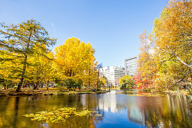 日本北海道的秋天照片