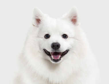 The dog. Japanese Bai Spitz on a white background
