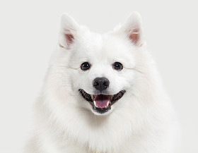 The dog. Japanese Bai Spitz on a white background