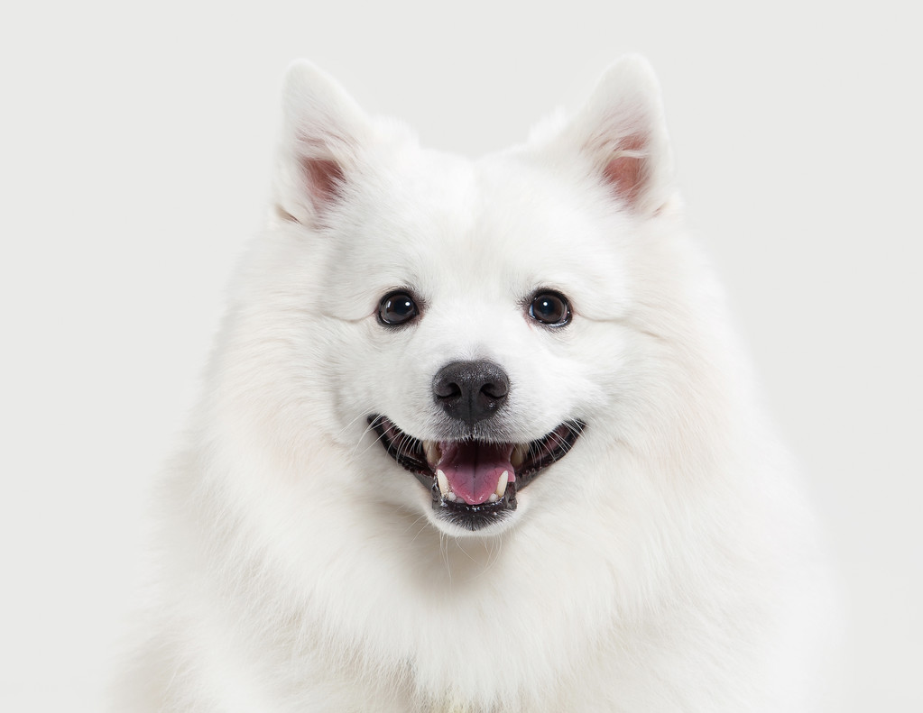 The dog. Japanese Bai Spitz on a white background