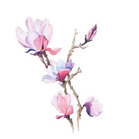 春天的花朵水彩孤立图片