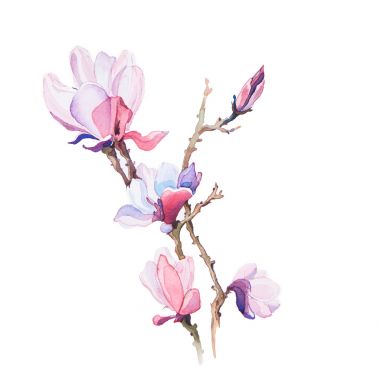 春天的花朵水彩孤立图片