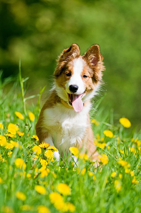 在鲜花的边境牧羊犬小狗