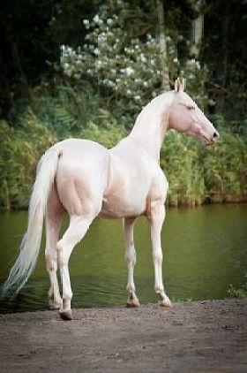 cremello 阿哈尔公交种马肖像