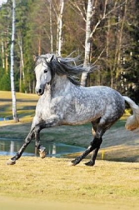 白色安达卢西亚种马在草地上运行 gallom