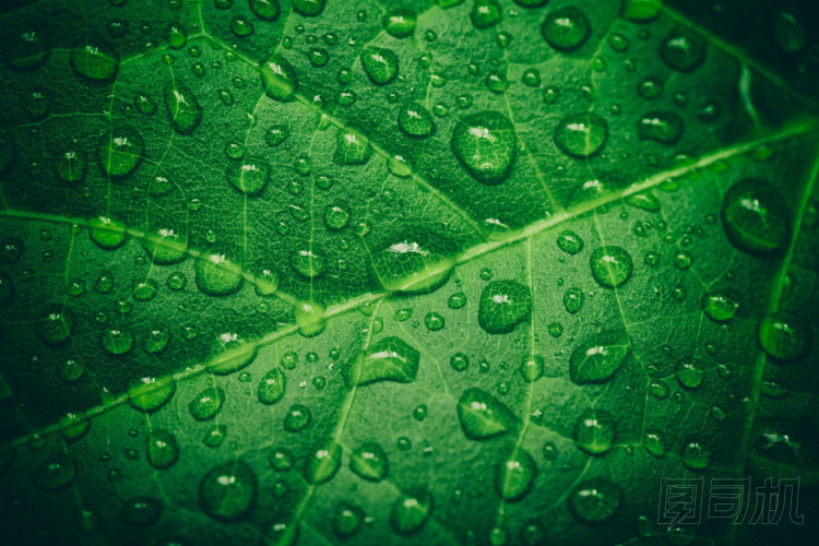 雨后的水滴綠葉