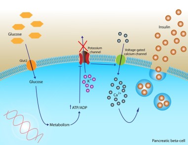 胰島素分泌圖片