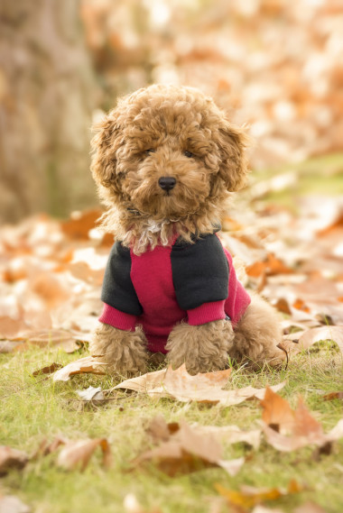 贵宾犬小狗图片